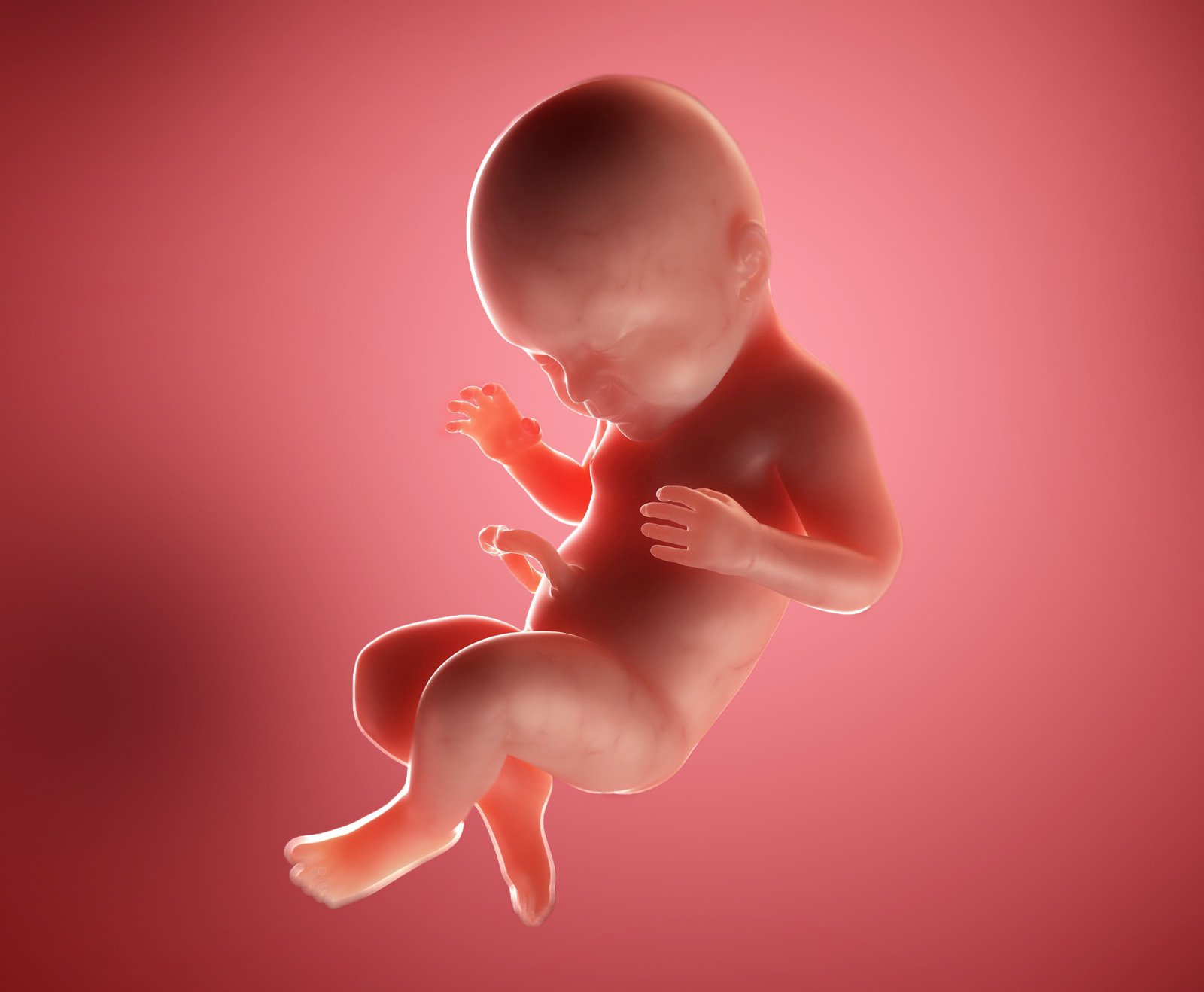 Ребенок в утробе 10 недель фото